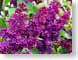 FJSlilacs.jpg Flora Flora - Flower Blossoms purple lavendar lavender
