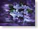 FJSlongwood.jpg Flora - Flower Blossoms closeup close up macro zoom purple lavendar lavender painting