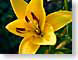 FJSmacroTiger.jpg Flora Flora - Flower Blossoms yellow