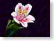 FJSminiLilies.jpg Flora - Flower Blossoms photography closeup close up macro zoom purple lavendar lavender pink yellow