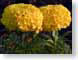 FJSmornSunshine.jpg Flora Flora - Flower Blossoms yellow