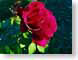 FJSmorningRose.jpg Flora Flora - Flower Blossoms red