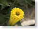 FJSmotionDaisy.jpg Flora - Flower Blossoms yellow photography motion blur