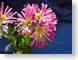 FJSmums.jpg Flora Flora - Flower Blossoms blue pink