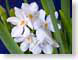 FJSnarcissus.jpg Flora - Flower Blossoms photography closeup close up macro zoom green white