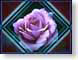 FJSnightRose.jpg Flora Flora - Flower Blossoms purple lavendar lavender pink