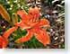 FJSorangeTiger.jpg Flora tangerine orange Flora - Flower Blossoms