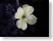 FJSpaleYellow.jpg Flora Flora - Flower Blossoms black