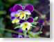 FJSpansy.jpg Flora Flora - Flower Blossoms yellow purple lavendar lavender