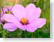FJSpapaver.jpg Flora - Flower Blossoms closeup close up macro zoom photography pink