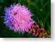 FJSpurpleThistle.jpg Flora Flora - Flower Blossoms