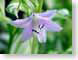 FJSpurple.jpg Flora Flora - Flower Blossoms purple lavendar lavender green