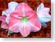 FJSqueen.jpg Flora - Flower Blossoms photography closeup close up macro zoom pink amaryllis queen of sheba