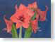 FJSredLion.jpg Flora - Flower Blossoms closeup close up macro zoom photography orange