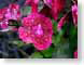 FJSred.jpg Flora Flora - Flower Blossoms