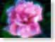 FJSroseDream.jpg Flora Flora - Flower Blossoms pink