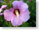 FJSroseOfSharonS.jpg Flora Flora - Flower Blossoms