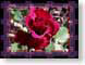 FJSrosebudFrame.jpg Flora Flora - Flower Blossoms red
