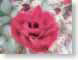 FJSseptrose.jpg Flora Flora - Flower Blossoms red