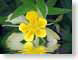 FJSspringRain.jpg Flora Flora - Flower Blossoms reflections mirrors yellow green