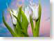 FJSspringTulips.jpg Flora - Flower Blossoms clouds sunrise sunset dawn dusk closeup close up macro zoom photography