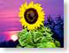 FJSsunriseFlower.jpg Flora - Flower Blossoms photography sunrise sunset dawn dusk sun sol