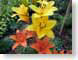 FJStigerLillies.jpg Flora Flora - Flower Blossoms yellow