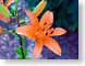 FJStigerLily.jpg Flora Flora - Flower Blossoms closeup close up macro zoom orange photography