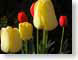 FJStulips.jpg Flora Flora - Flower Blossoms yellow black red