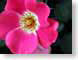FJSurose.jpg Flora Flora - Flower Blossoms pink