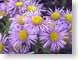 FJSvioletDaisies.jpg Flora Flora - Flower Blossoms purple lavendar lavender