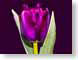 FJSvioletTulip.jpg Flora - Flower Blossoms photography closeup close up macro zoom