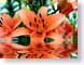 FJSwaterTigerLil.jpg Flora water Flora - Flower Blossoms green orange