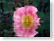 FJSwetRose.jpg Flora Flora - Flower Blossoms reflections mirrors