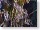 FJSwisteria.jpg Flora Flora - Flower Blossoms dark photography