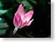 FJSxmasCactus.jpg Flora Flora - Flower Blossoms black pink