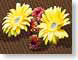 FJSyellowGerber.jpg Flora - Flower Blossoms photography computer generated images cgi yellow red brown