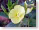 FJSyellow.jpg Flora Flora - Flower Blossoms yellow green