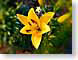 FJSyellowTiger.jpg Flora Flora - Flower Blossoms yellow