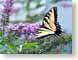 FJW200408butter.jpg Fauna Flora - Flower Blossoms butterfly moths butterflies insects photography