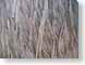 FLwoodTexture.jpg Still Life Photos closeup close up macro zoom woodgrain wood grain photography