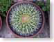 FMechinoCactus.jpg Flora cactus green