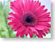 FSpinkDaisy.jpg Flora Flora - Flower Blossoms