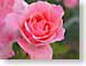 FSpinkRose.jpg Flora Flora - Flower Blossoms