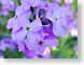 FSpurpleSpring.jpg Flora Flora - Flower Blossoms