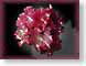 FSrhododendron.jpg Flora Flora - Flower Blossoms ruby red