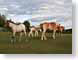 GK02Horses.jpg Fauna horses equine mammals animals photography
