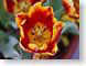 GMspring.jpg Flora Flora - Flower Blossoms red orange