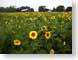 GPsunflowers.jpg Flora yellow Landscapes - Rural green barn