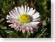 HBdaisy.jpg Flora Flora - Flower Blossoms yellow green pink